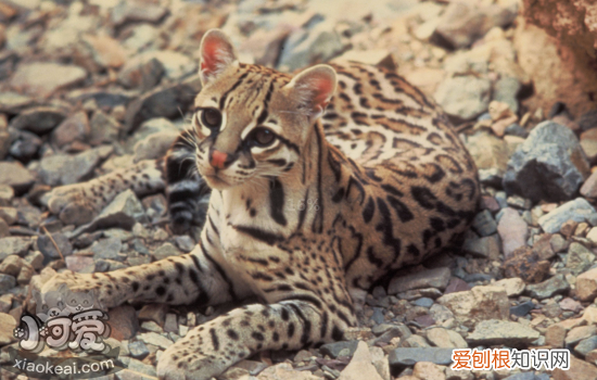 豹猫多大断奶合适,捡到一只未断奶的小豹猫该怎么喂养,，豹猫一年生几次小豹猫