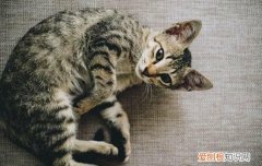 猫吃啥吐啥 猫吃什么吐什么是怎么了