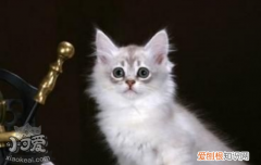 怎么喂食没出乳牙的蒂凡尼猫幼猫