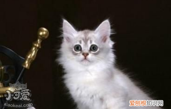 怎么喂食没出乳牙的蒂凡尼猫幼猫