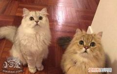 金吉拉猫难产怎么办,金吉拉生宝宝会难产吗，金吉拉猫做了绝育后怎么样