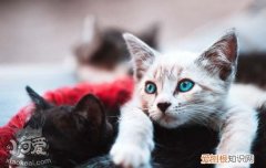 猫繁殖周期,暹罗猫怎么繁殖,猫繁殖注意事项，暹罗猫怎么培育出来的
