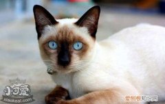 猫繁殖技巧,暹罗猫繁殖要注意什么,猫繁殖速度，猫繁殖的方式