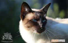 暹罗猫多大可以生小猫,犬猫怀孕时间,猫多大怀孕合适，暹罗猫咪怀孕几个月生宝宝