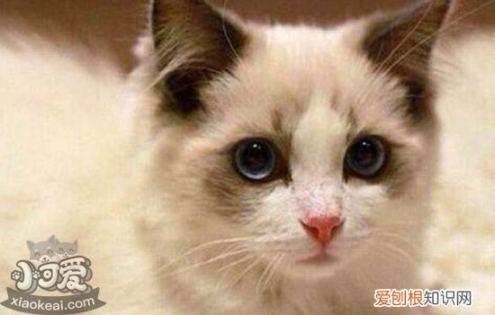 猫怀孕几个月生产,猫怀孕多久,如何辨别伯曼猫是否怀孕，猫怀孕期几个月