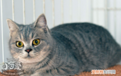 怎么给美国短毛猫接生,，怎么给美国短毛猫接生视频