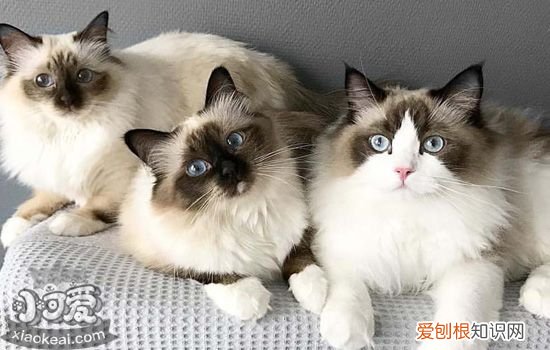 伯曼猫奶水不足怎么办,猫奶水不足怎么办,猫奶水不足的表现，怎么确定猫奶水不足