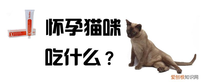 怀孕猫咪吃什么,猫咪，猫咪怀孕时吃什么