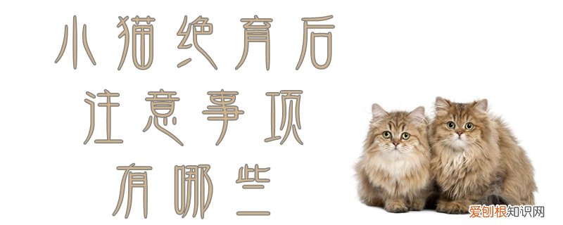 小猫绝育后注意事项,小猫，小猫绝育后的注意事项