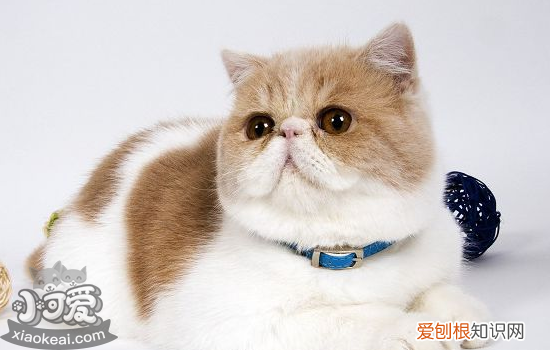 母猫生产后不吃东西怎么办,母猫产后不吃东西怎么回事，母猫产后不吃东西是怎么回事