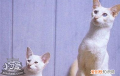 母猫奶水不足表现,母猫奶水不足怎么补充,母猫奶水不足怎么办