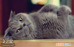 母猫怀孕多久能看出来,母猫怀孕的症状,母猫怀孕的周期，母猫什么时候看出怀孕