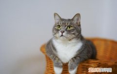 布偶猫晚上睡觉吗 布偶猫晚上睡觉安静吗
