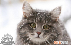 母猫假孕多久消失,母猫假孕有什么症状,怎么辨别母猫假孕，母猫假孕是怎么回事