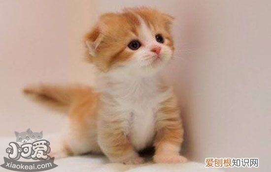 猫怀孕68天有胎动不生,猫怀孕68天了还不生呢,猫怀孕68天还不生，猫咪怀孕68天为什么还不生