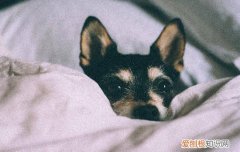 家里狗狗咬人怎么办，家里狗狗爱咬人怎么处理，我家狗爱咬人怎么办