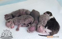 怀孕的猫咪一直叫为啥,怀孕的猫一直叫怎么回事,为什么怀孕的猫一直叫