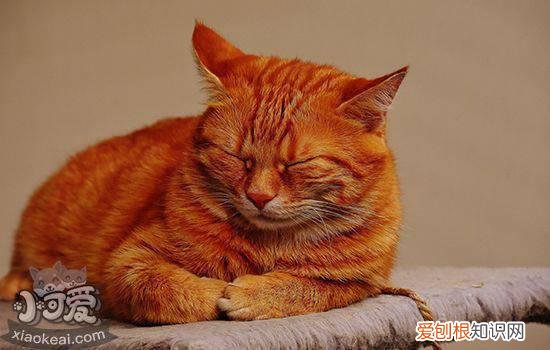 猫咪流产要怎么处理,猫咪流产了怎么办,猫咪流产了怎么护理,猫流产了怎么自行处理