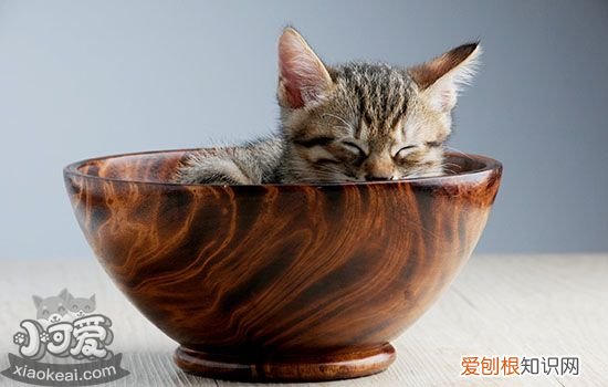猫咪流产要怎么处理,猫咪流产了怎么办,猫咪流产了怎么护理,猫流产了怎么自行处理
