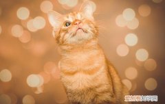 2个月的猫可以剪指甲吗 2个月的猫能不能剪指甲