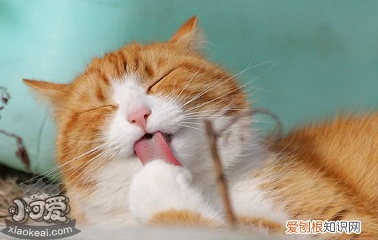 猫咪怀孕会吐吗,猫怀孕会吐吗,猫怀孕会孕吐吗，猫咪怀孕会不会吐