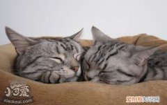 猫咪怀孕会吐吗,猫怀孕会吐吗,猫怀孕会孕吐吗，猫咪怀孕会不会吐