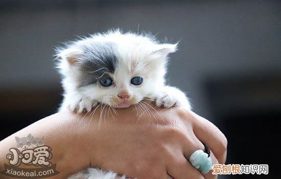 猫生产过程中怎么护理,猫生产过程怎么处理,猫生小猫时怎么处理，猫生完小猫要怎么处理