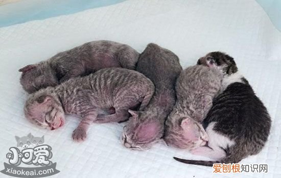 猫流产症状了怎么处理,猫流产症状了怎么办,猫流产症状，猫有流产迹象怎么办