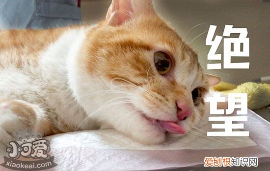 蓝猫一定要做绝育吗,蓝猫必须做绝育吗,蓝猫不做绝育可以吗