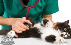 蓝猫一定要做绝育吗,蓝猫必须做绝育吗,蓝猫不做绝育可以吗