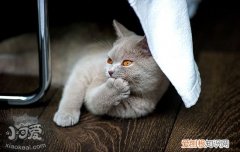 猫怀孕可以体外驱虫吗,猫怀孕可以体表驱虫吗,怀孕的猫可以体外驱虫吗