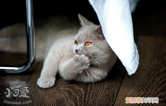 猫怀孕可以体外驱虫吗,猫怀孕可以体表驱虫吗,怀孕的猫可以体外驱虫吗
