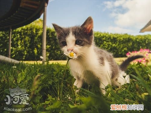 猫咪流产的原因,什么导致猫咪流产,猫咪流产症状是什么，什么原因会导致猫咪流产