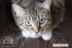 猫咪流产的原因,什么导致猫咪流产,猫咪流产症状是什么，什么原因会导致猫咪流产