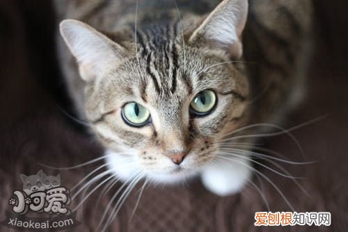猫咪流产的原因,什么导致猫咪流产,猫咪流产症状是什么，什么原因会导致猫咪流产