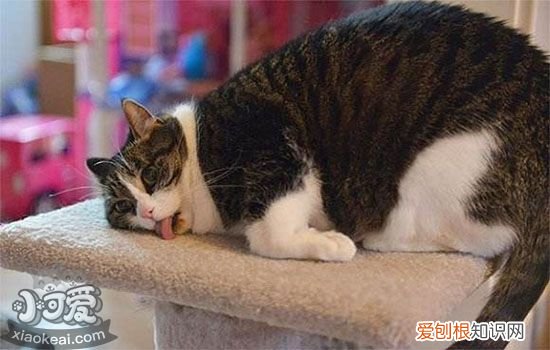 公猫可以不做绝育吗,公猫不绝育会怎样,公猫不绝育的危害