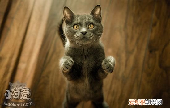 公猫可以不做绝育吗,公猫不绝育会怎样,公猫不绝育的危害