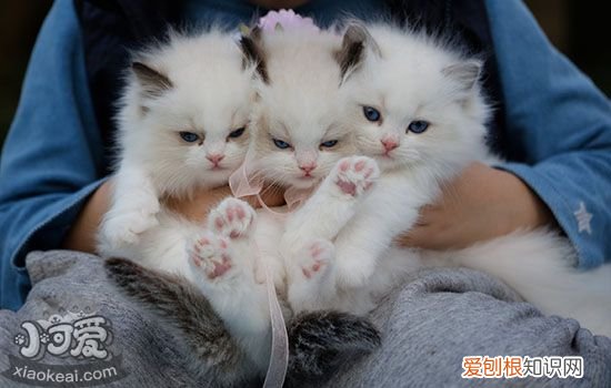 公猫可以不做绝育吗,公猫不绝育会怎样,公猫不绝育的危害