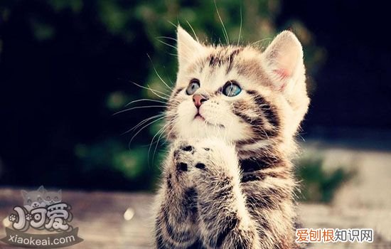 公猫可以不做绝育吗,公猫不绝育会怎样,公猫不绝育的危害