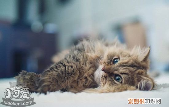 公猫绝育后吐黄水,公猫绝育后吐黄水粘液,公猫绝育后呕吐，公猫绝育后几天吐黄水