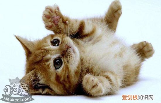 公猫绝育后吐黄水,公猫绝育后吐黄水粘液,公猫绝育后呕吐，公猫绝育后几天吐黄水