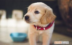 狗能改了吃屎吗，和你的训练方法有关，狗能改了吃屎吗,和你的训练方法有关吗
