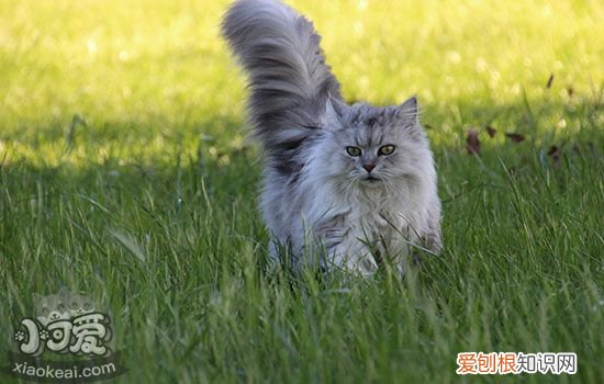 公猫不会配怎么办,公猫不会交配怎么办,公猫不会上母猫怎么办