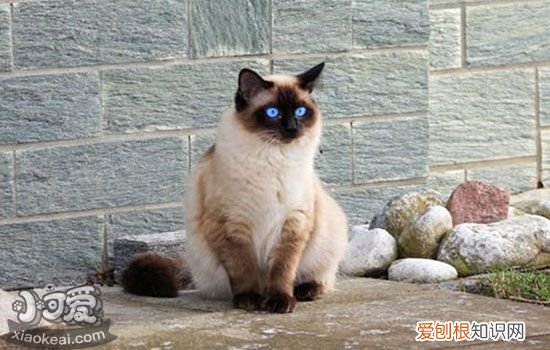 公猫不会配怎么办,公猫不会交配怎么办,公猫不会上母猫怎么办