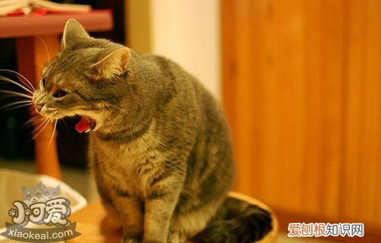 英国短毛猫发情怎么办,公猫发情怎么办,英国短毛猫，英国短毛猫注意事项