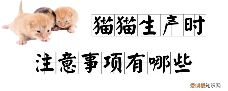 猫猫生产时注意事项,猫猫，猫咪生产时应该注意什么
