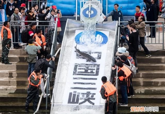 新时代中国调研行·长江篇丨因为珍稀 所以珍惜！长江“吉祥三宝” 你了解多少?
