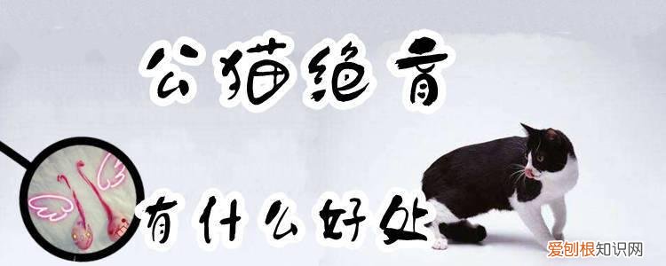 公猫绝育好处,公猫绝育,猫，公猫绝育对猫好吗