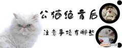 公猫绝育,猫，公猫绝育猫粮推荐