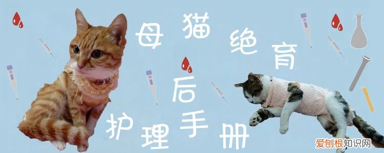 母猫绝育后护理,母猫绝育,猫，母猫绝育后怎样护理